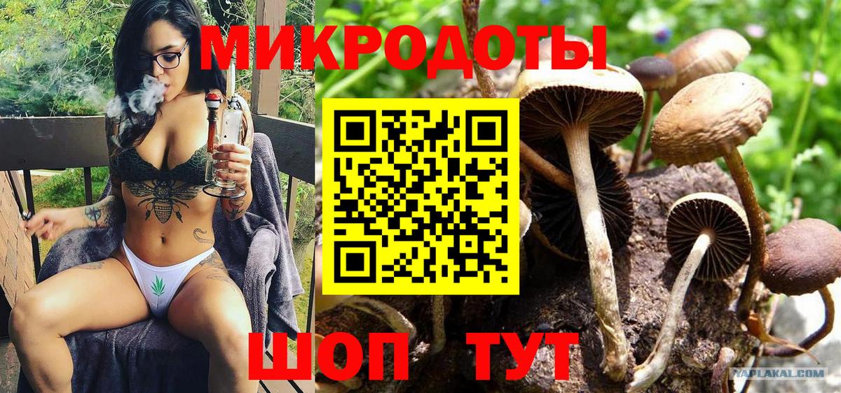 Псилоцибиновые грибы Cubensis Тимашёвск